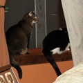 cats 2009-04-24 12e