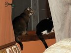 cats 2009-04-24 12e