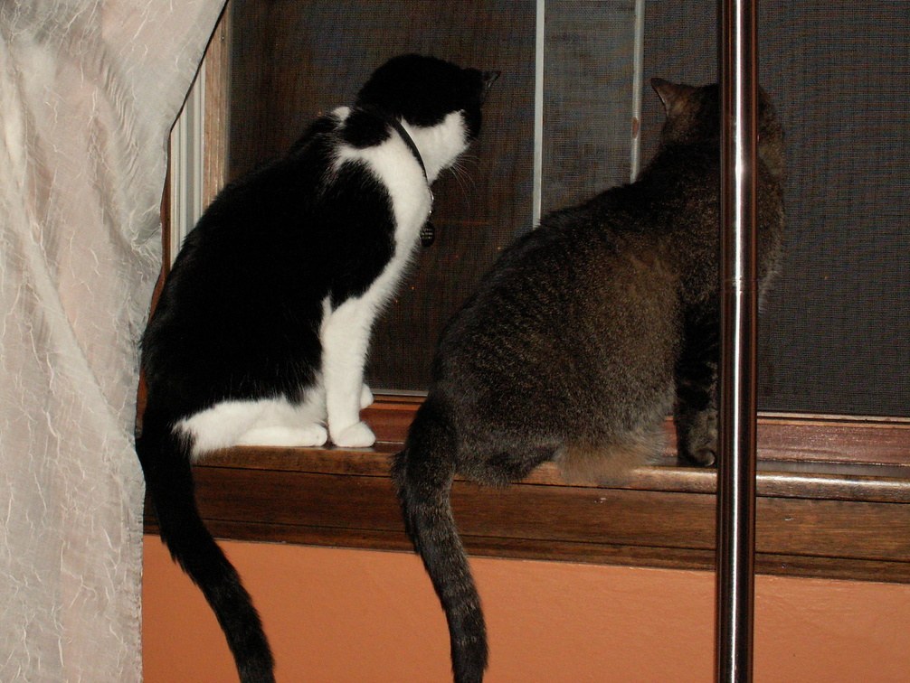 cats 2009-04-24 06e.jpg