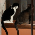 cats 2009-04-24 06e