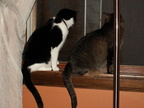 cats 2009-04-24 06e