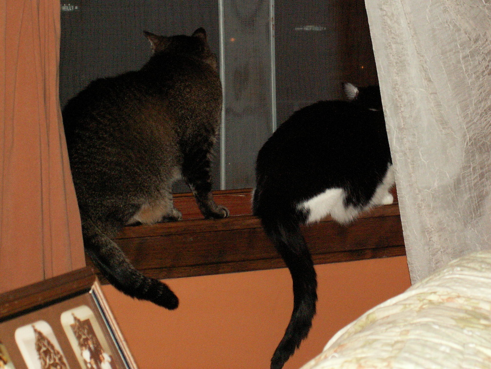 cats 2009-04-24 14e.jpg