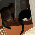 cats 2009-04-24 14e