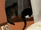 cats 2009-04-24 14e