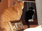 cats 2009-04-24 17e