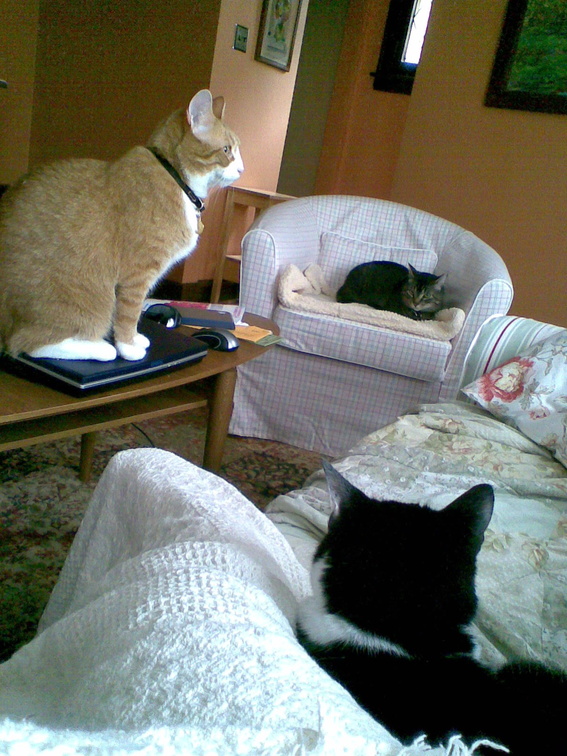 cats 2009-04-30 2e.jpg
