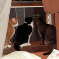 cats 2009-05-05 1e