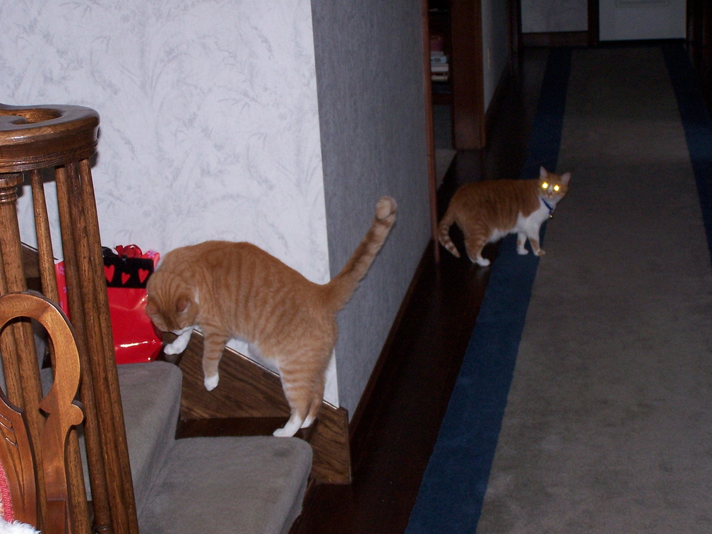 cats 2004-07-05 1e.jpg