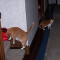 cats 2004-07-05 1e