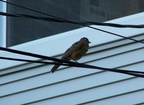 birds 2005-07-02 1e