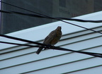 birds 2005-07-02 6e