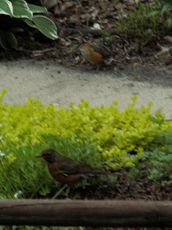 birds 2006-05-08 5e.jpg