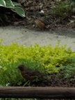 birds 2006-05-08 5e