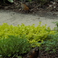 birds 2006-05-08 6e