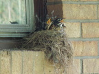 birds 2006-05-29 04e