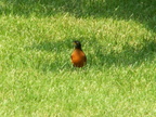 birds 2006-05-29 20e