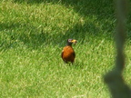 birds 2006-05-29 22e