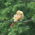 birds 2009-08-11 04e