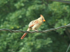 birds 2009-08-11 05e