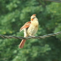 birds 2009-08-11 06e