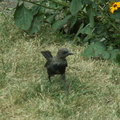 birds 2009-08-15 01e