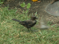 birds 2009-08-15 02e