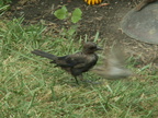 birds 2009-08-15 02e