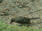 birds 2009-08-15 15e