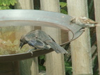 birds 2009-08-15 17e