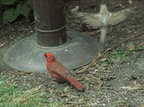 birds 2009-08-15 26e