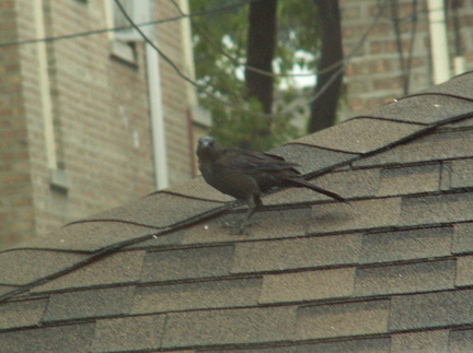 birds 2009-08-17 009e