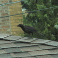 birds 2009-08-17 019e