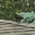birds 2009-08-17 017e