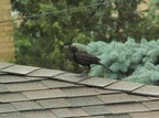 birds 2009-08-17 017e