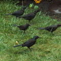 birds 2009-08-17 027e