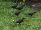 birds 2009-08-17 027e