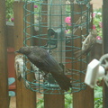 birds 2009-08-17 035e