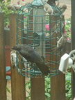 birds 2009-08-17 035e
