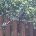 birds 2009-08-17 038e