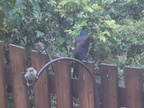birds 2009-08-17 038e