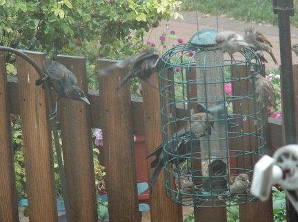 birds 2009-08-17 041e