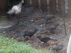 birds 2009-08-17 039e