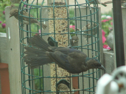 birds 2009-08-17 054e