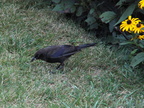 birds 2009-08-17 108e