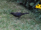 birds 2009-08-17 109e
