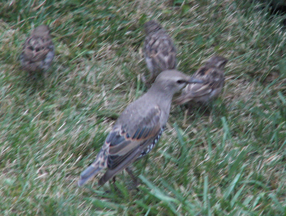 birds 2009-08-17 135e