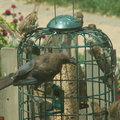birds 2009-08-17 138e