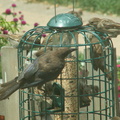 birds 2009-08-17 139e
