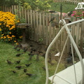 birds 2009-08-21 5e