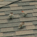 birds 2009-08-22 04e